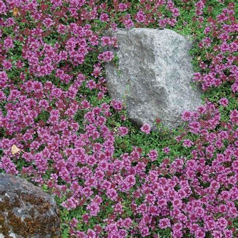 Red Creeping Thyme Great Garden Plants Ground Covers For Sun Ground