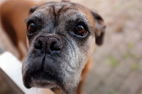 Signs Of Dog Aging Every Dog Parent Should Know