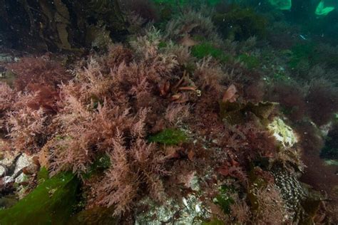 New Seaweed Feed Project Could Create 140m Industry In Australia