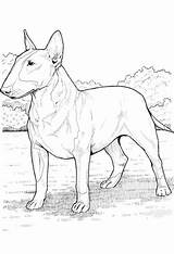 Bull Colorir Cachorros Yuckles Dibujar Terriers Passo Cachorro sketch template