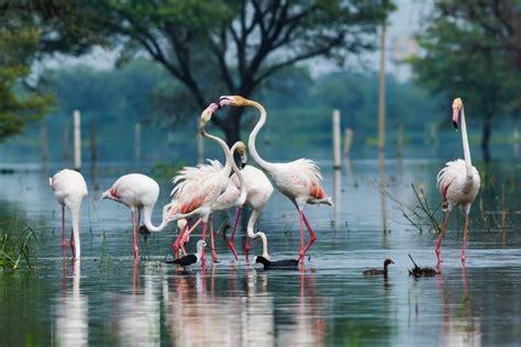 Bharatpur Bird Sanctuary A Complete Travel Guide