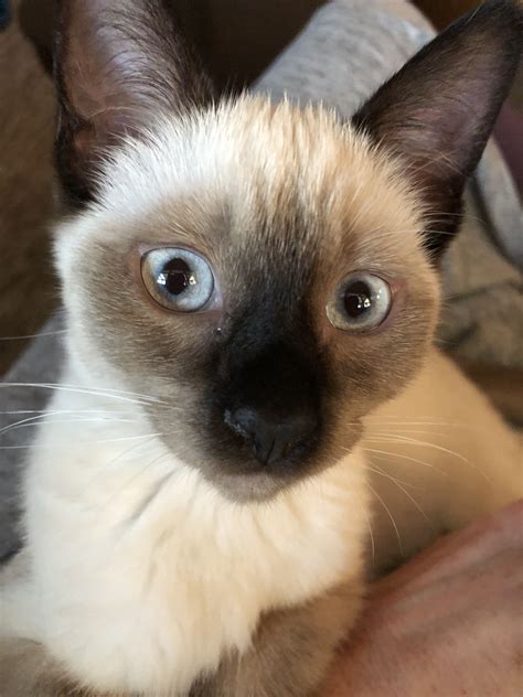May 19, 2021 · the chocolate point cats were seen as a different type of siamese found in seal point litters sadly dismissed as poorly bred seals. Pin by Lori Sexton on Chocolate Point & Seal Point Siamese ...