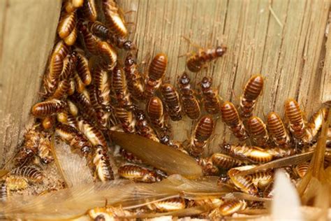 Let sherrill's pest control & insulation bring your property back to normal. The Bug Man | Pest Control | Terre Haute, IN