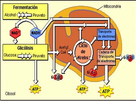 Diapositivas De Metabolismo De Carbohidratos Página Web De