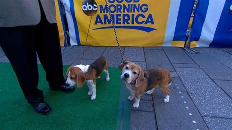 American Kennel Club Announces The 5 Most Popular Dog Breeds Abc News
