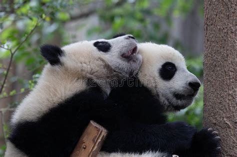Friendship Of Two Pandas Chengdu Panda Base Chengdu China Stock
