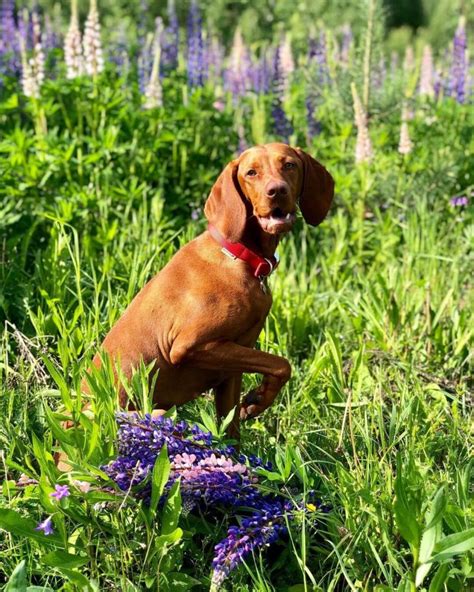 15 Cool Facts About Vizsla Dogs The Dogman