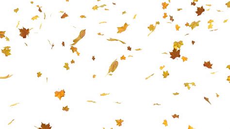 Falling Autumn Leaves Backgrounds Isolated And Loopable With Alpha