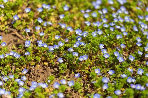 Little Blue Flowers On The Grass In Nature Stock Image Image Of