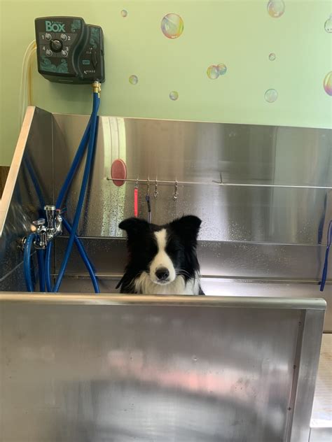 Grooming - Barn Dog Inn