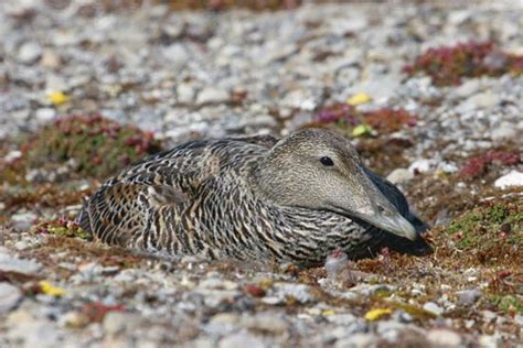 A Female Common Eider Somateria Mollissima On Her Nest Photo By Mark