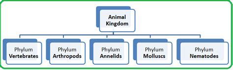 4 Animal Kingdom Classification Biology Notes For Igcse 2014 And 2024
