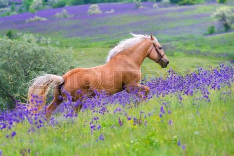 Palomino Horse With Long Blond Male On Flower Field