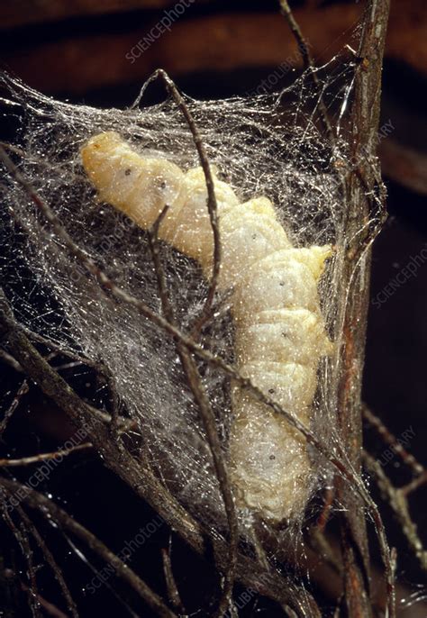 Silkworm Bombyx Mori Spinning A Silk Cocoon Stock Image Z3550546