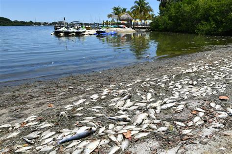 Red Tide In Lower Tampa Bay But It May Not Be Due To Piney Point