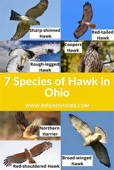 7 Species Of Hawk In Ohio Bird Advisors