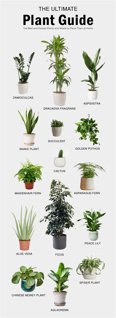 Poisonous Plant That Repels Canines - Plants That Repel Cats and Dogs