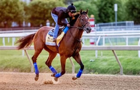 National Treasure Could Liven Up Preakness Pace