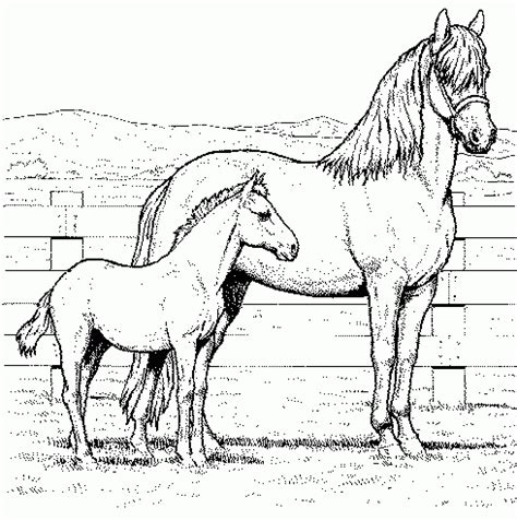 Coloriage de cheval et son poulain  1001 Animaux
