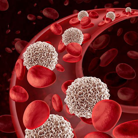 White Blood Cell Pictures Images And Stock Photos Istock
