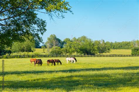 Horses At Green Pastures Of Horse Farms Stock Photo Adobe Stock