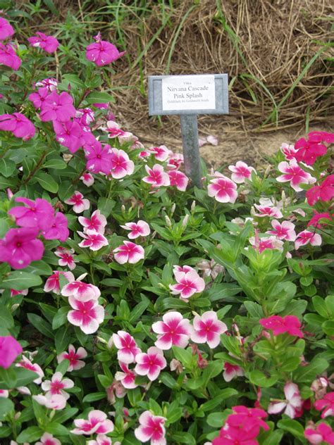 Department of agriculture plant hardiness zones 9b through 11, vincas thrive in full sun and require temperatures no colder than 60. Texas Superstar®
