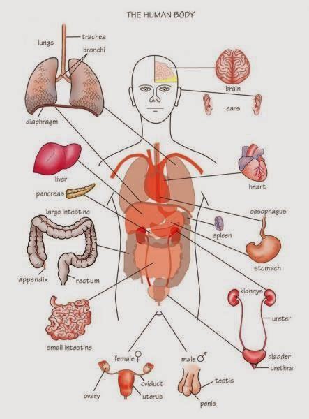 This diagram is great for kids education. Pin on An anatomy lab