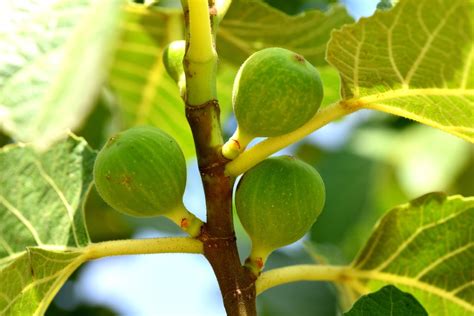 Maybe you would like to learn more about one of these? Fig Tree Care » Top Tips