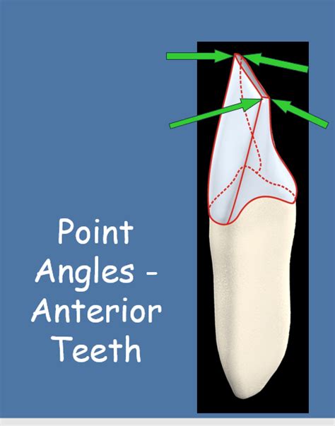 Point Angles Anterior Teeth Diagram Quizlet