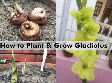 Cultivate the soil to at least 30cm (12in) deep, and digging in a balanced organic fertiliser and a generously cut gladioli for arrangements when one third of the florets are open. How to Plant & Grow Gladiolus flowers from bulbs ...