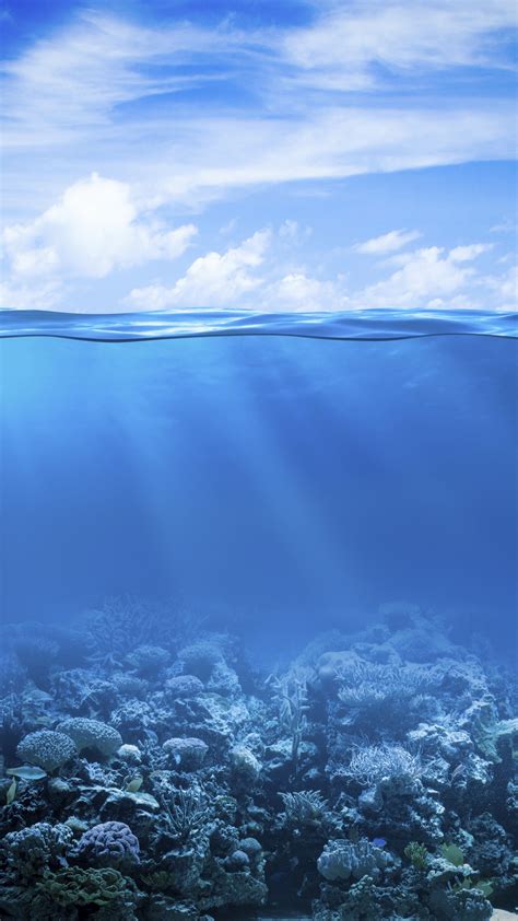 wallpaper coral reef   sea underwater hd