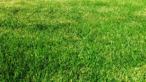 Free Download Grass Wallpaper 1080p By Sansnoir 1920x1080 For Your Desktop Mobile And Tablet