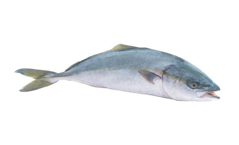 Yellowtail Amberjack Fish Isolated Stock Photo Download Image Now