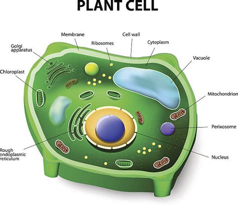 Plant Cell Diagram Video Interactive Eukaryotic Cell Model Maybe
