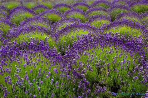 Lavender by Manish Kumar / 500px | Lavender, Lavender plant, Lovely lavender