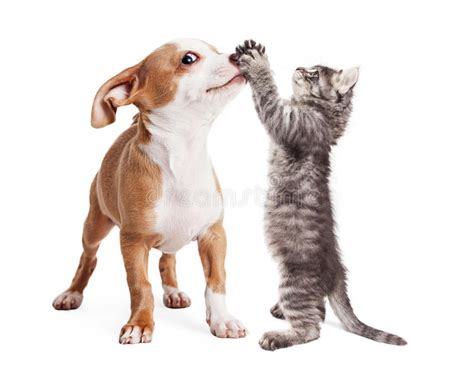 Puppy And Kitten Holding Blank Signs Stock Photo Image Of Paper