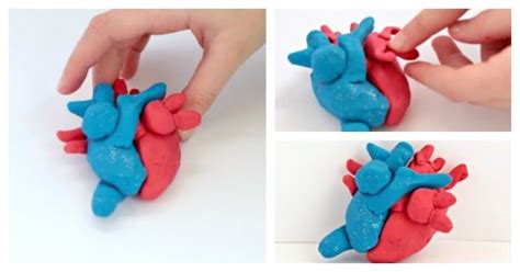 How To Make A 3d Heart Model Heart Model 3d Heart Model Project Diy