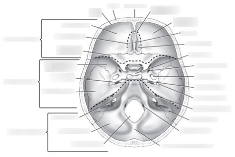 Superior View Cranial Fossae Diagram Quizlet