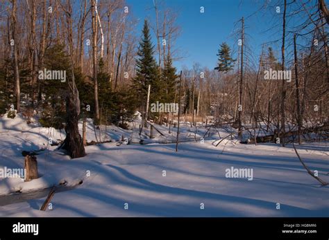 Green Evergreens Snow High Resolution Stock Photography And Images Alamy