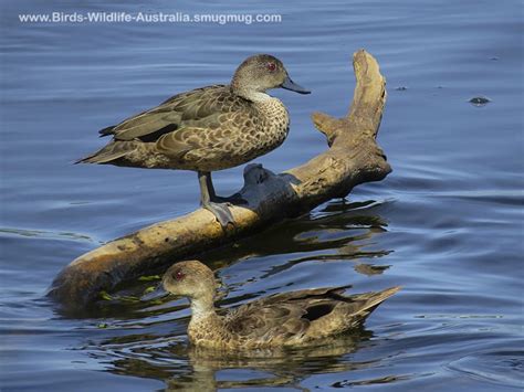 Duck Grey Teal Central Qld Coast Landcare Network