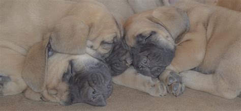 Three Baby English Mastiffs Sleeping Together Photograph By Jennifer