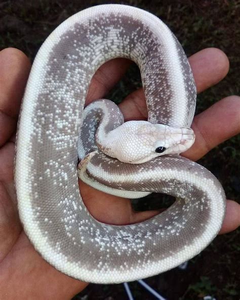 Champagne Ghi Mojave Ball Python Produced By A Friend Of