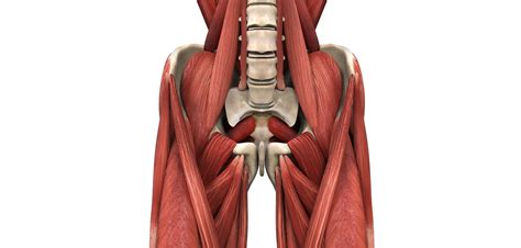 Psoas Major Muscle Golf Loopy Play Your Golf Like A Champion