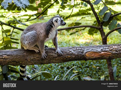 Little Funny Lemurs Image And Photo Free Trial Bigstock