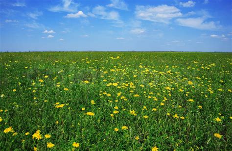 Green Meadow With Yellow Flowers On A Sunny Day Stock Image Colourbox