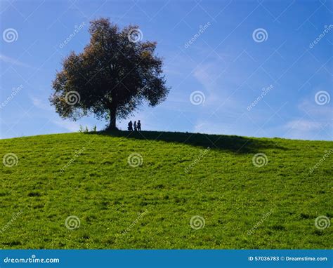A Lone Tree On A Grass Field And A Blue Sky Stock Image Image Of Tree