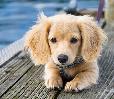 Golden long haired miniature dachshund. Very pretty mini long haired dachshund puppy / funny stuff ...