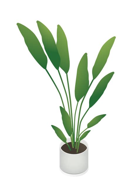 Flat Vector Isometric Indoor Plants Illustrations Plant Drawing