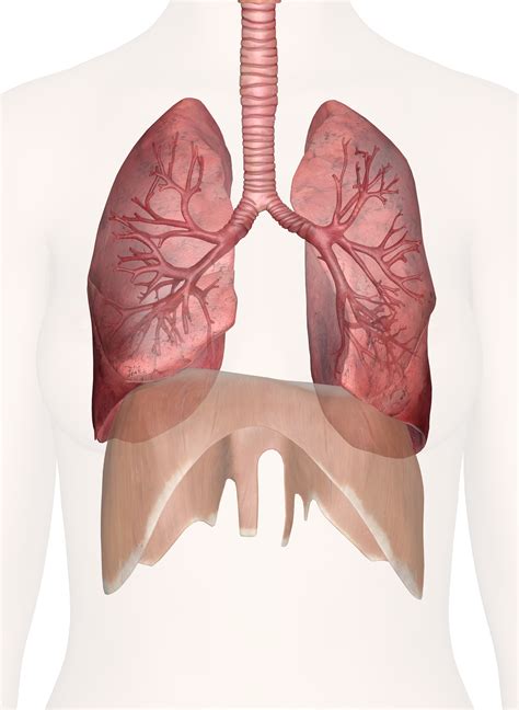 Each lung is located near different organs in the body. Lungs