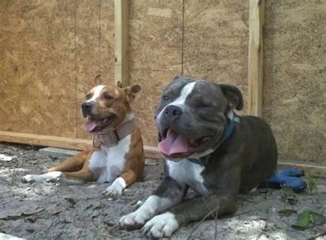 If you want a bully as a companion or to show, checkmate kennels offers new puppies throughout the year. Razors Edge bully puppies for sale!!! 9 weeks old for Sale in Brooksville, Florida Classified ...